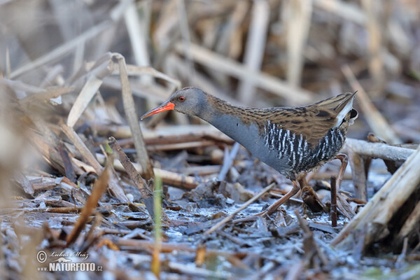 Water Rail (Rallus aquaticus)