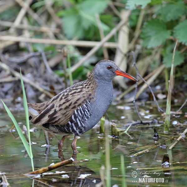 Water Rail (Rallus aquaticus)