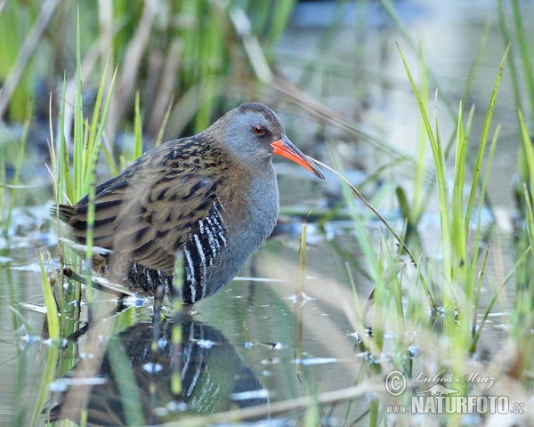 Water Rail (Rallus aquaticus)