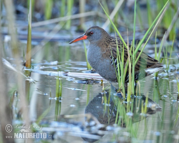 Water Rail (Rallus aquaticus)