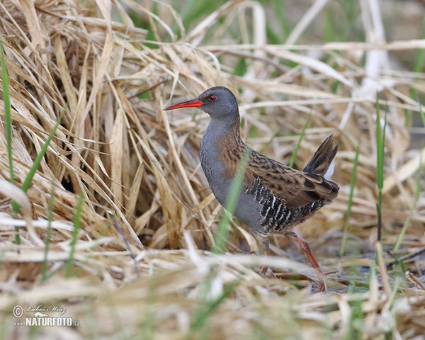 Water Rail (Rallus aquaticus)