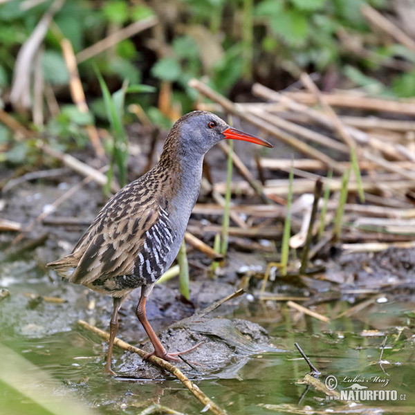 Water Rail (Rallus aquaticus)