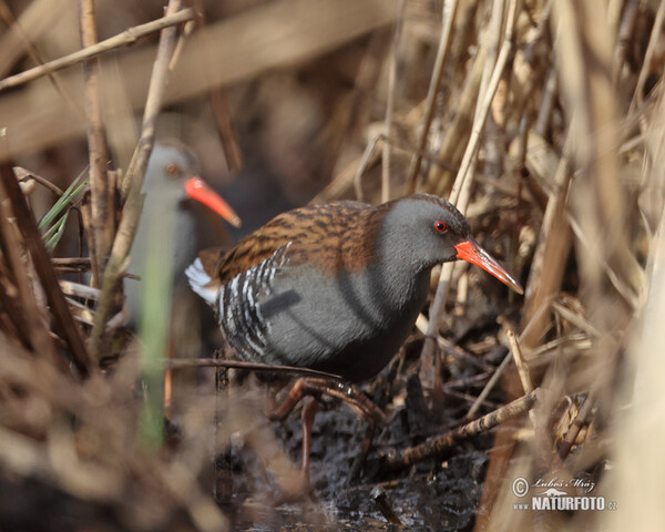 Water Rail (Rallus aquaticus)