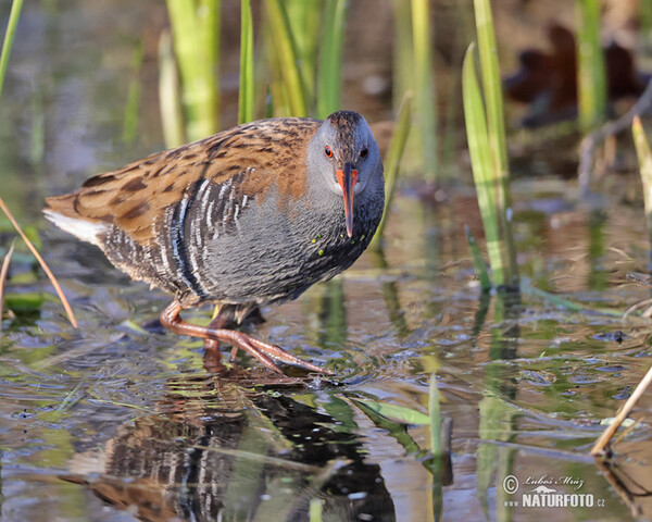 Water Rail (Rallus aquaticus)