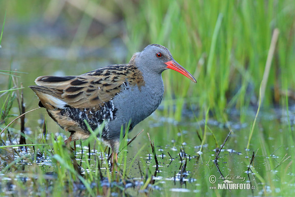 Water Rail (Rallus aquaticus)