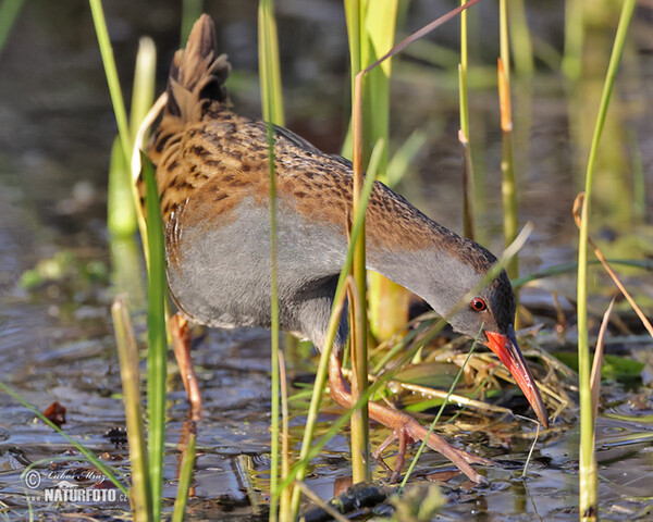 Water Rail (Rallus aquaticus)