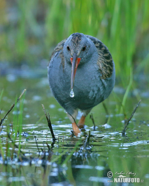 Water Rail (Rallus aquaticus)