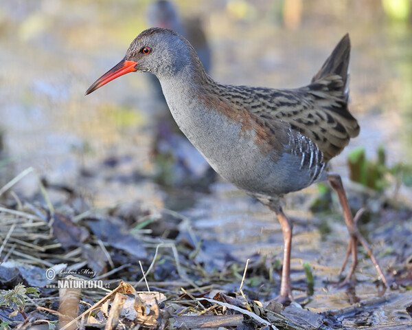 Water Rail (Rallus aquaticus)