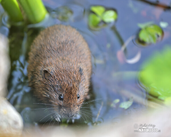 Water Vole (Arvicola amphibius)