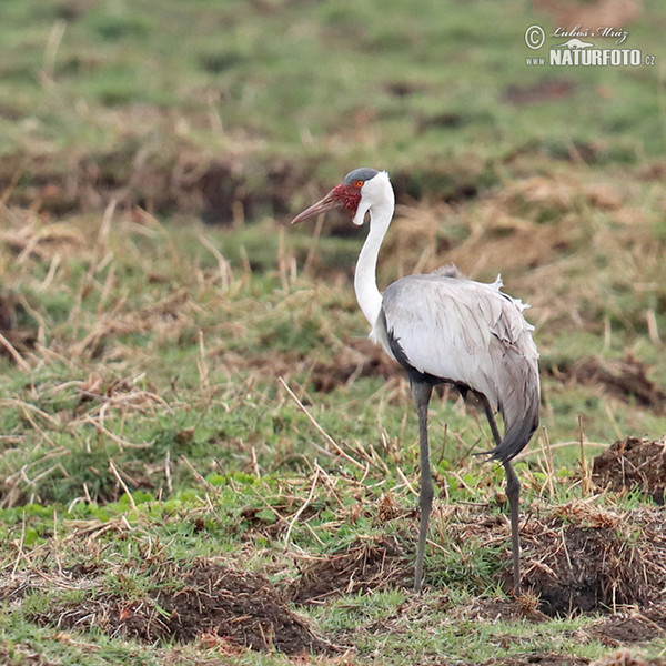 Wattled Crane (Grus carunculata)