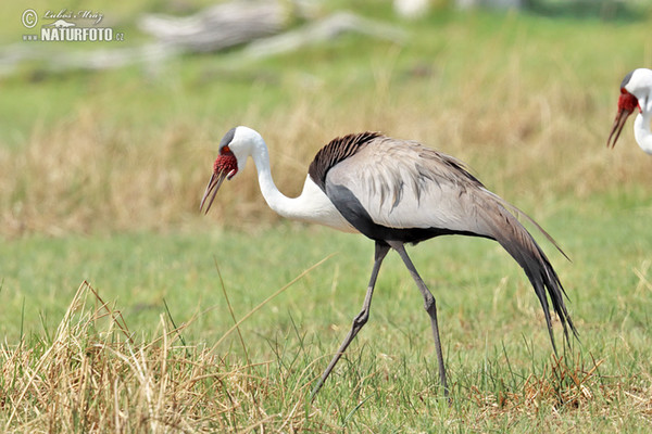 Wattled Crane (Grus carunculata)