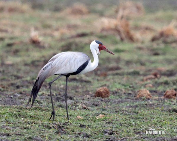 Wattled Crane (Grus carunculata)