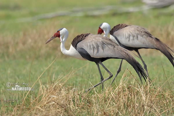 Wattled Crane (Grus carunculata)