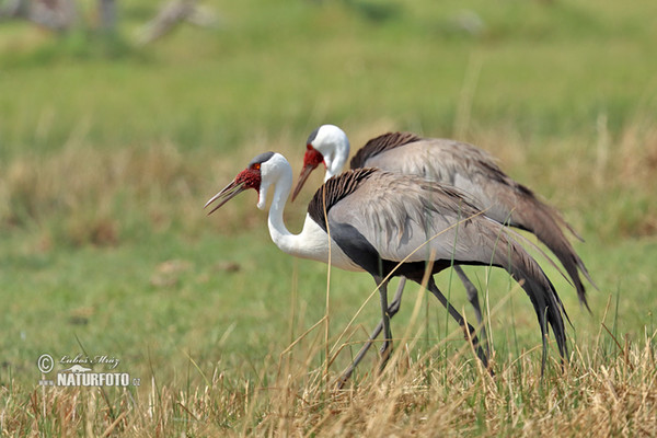 Wattled Crane (Grus carunculata)