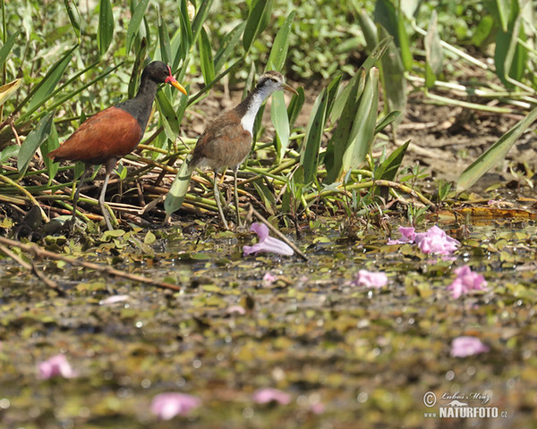 Wattled Jacana (Jacana jacana)