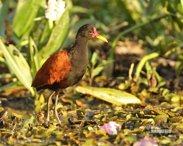 Wattled Jacana (Jacana jacana)