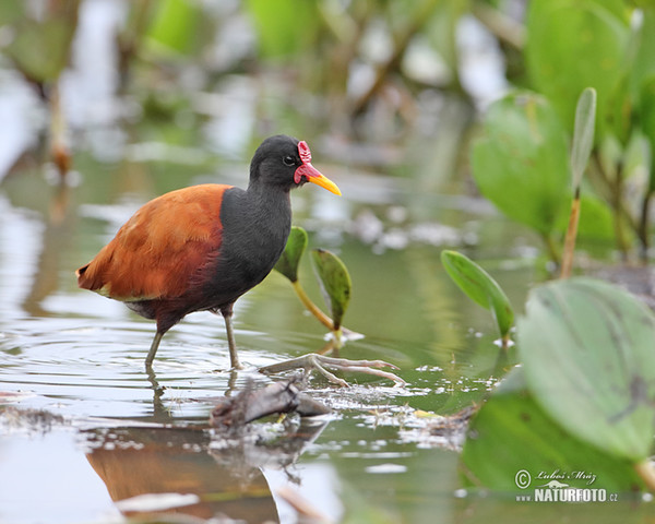 Wattled Jacana (Jacana jacana)