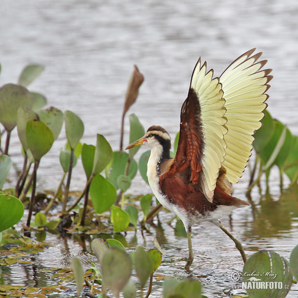 Wattled Jacana (Jacana jacana)