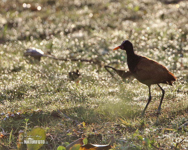 Wattled Jacana (Jacana jacana)