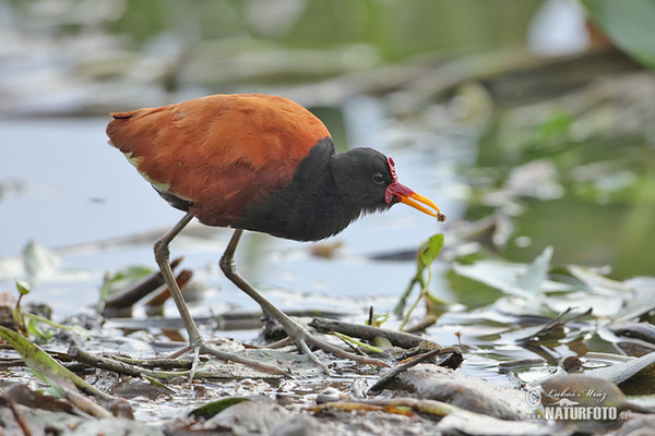 Wattled Jacana (Jacana jacana)