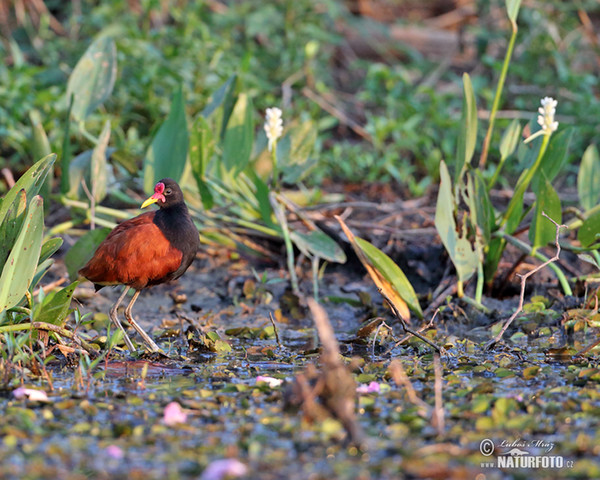 Wattled Jacana (Jacana jacana)