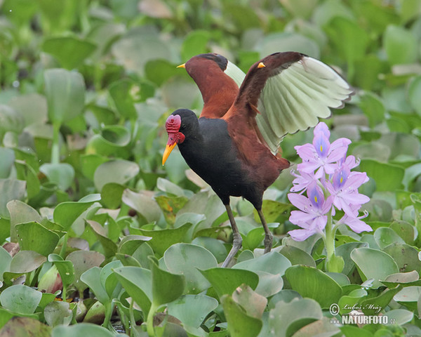 Wattled Jacana (Jacana jacana)