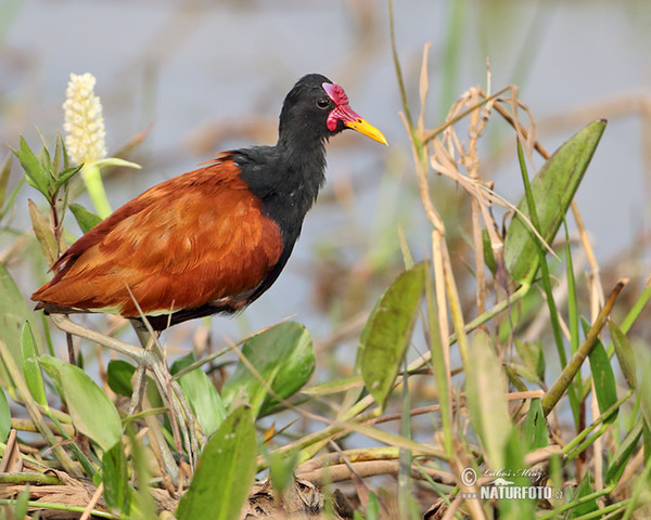 Wattled Jacana (Jacana jacana)