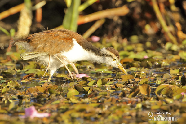 Wattled Jacana (Jacana jacana)