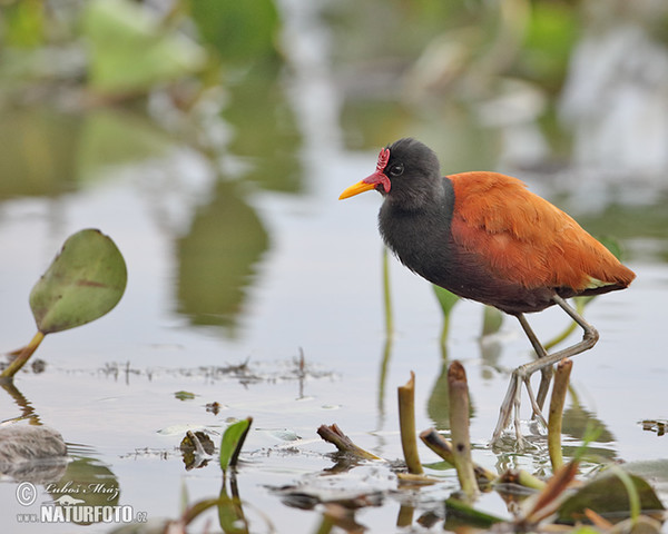 Wattled Jacana (Jacana jacana)