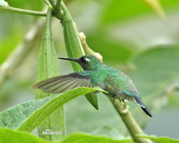 Wedge-billed Hummingbird (Schistes geoffroyi)