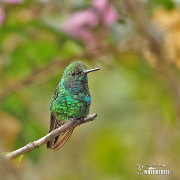 West Andrean Emerald (Chlorostilbon melanorhynchus)