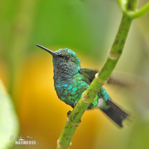 West Andrean Emerald (Chlorostilbon melanorhynchus)