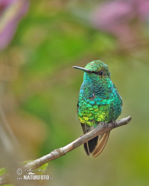 West Andrean Emerald (Chlorostilbon melanorhynchus)