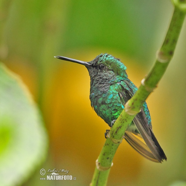 West Andrean Emerald (Chlorostilbon melanorhynchus)