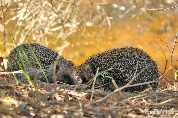 Western Hedgehog (Erinaceus europaeus)