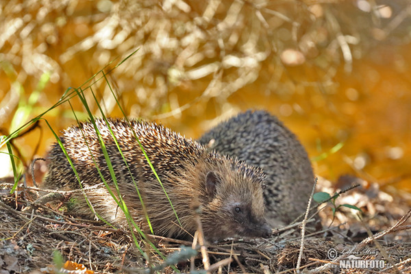 Western Hedgehog (Erinaceus europaeus)