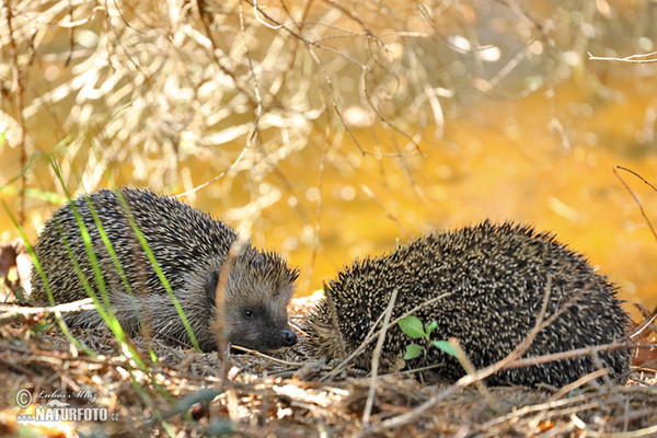 Western Hedgehog (Erinaceus europaeus)