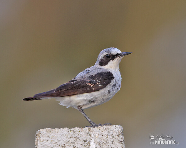 Wheatear (Oenanthe oenanthe)