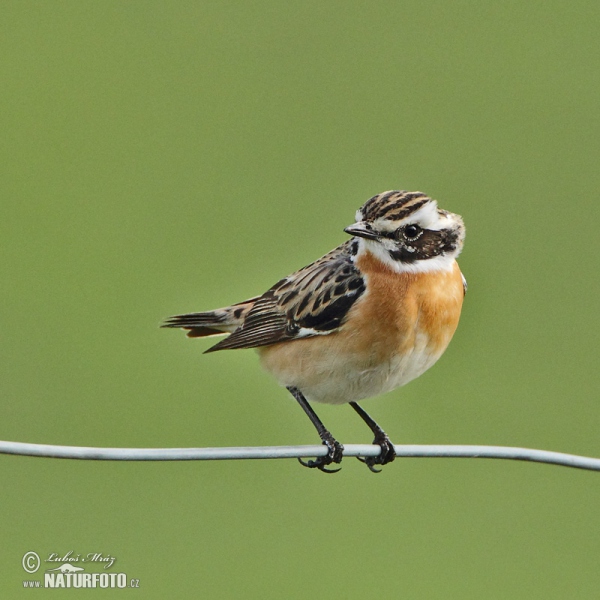 Whinchat (Saxicola rubetra)