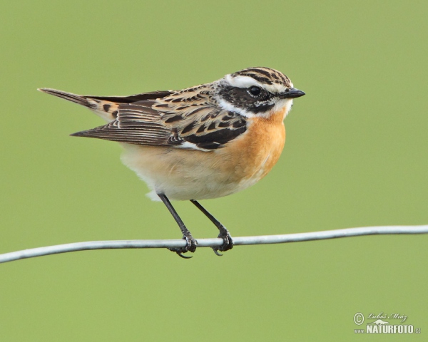 Whinchat (Saxicola rubetra)