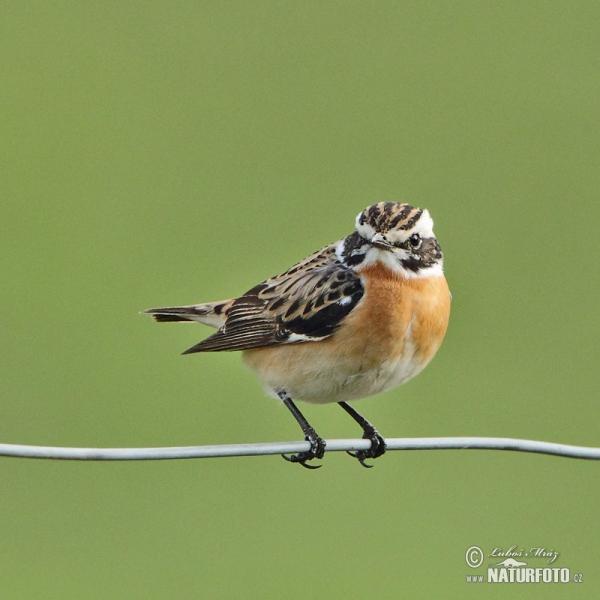 Whinchat (Saxicola rubetra)