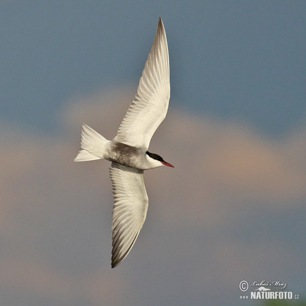 Whiskered Tern (Chlidonias hybridus)