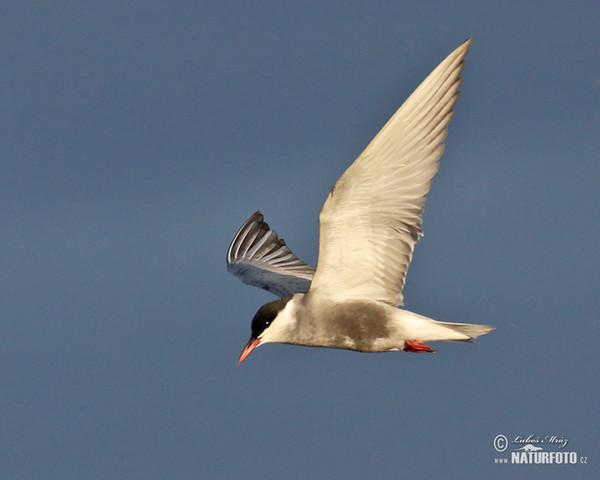 Whiskered Tern (Chlidonias hybridus)