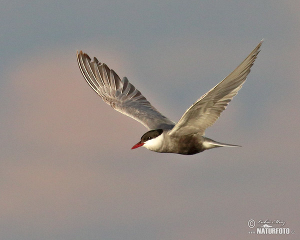 Whiskered Tern (Chlidonias hybridus)