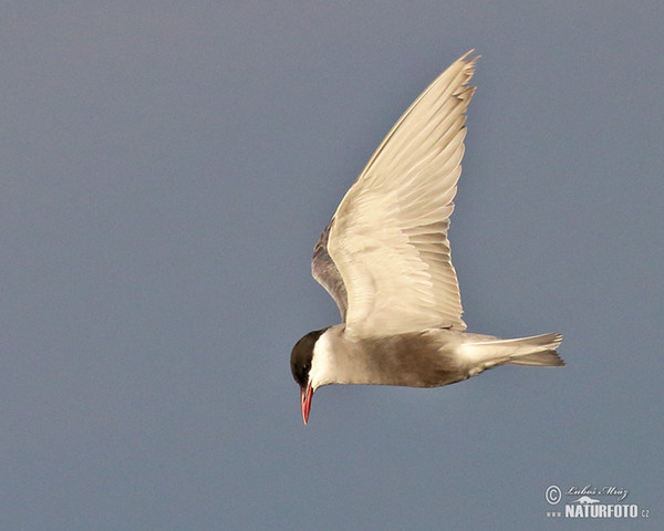 Whiskered Tern (Chlidonias hybridus)