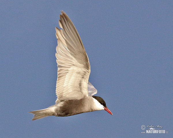 Whiskered Tern (Chlidonias hybridus)