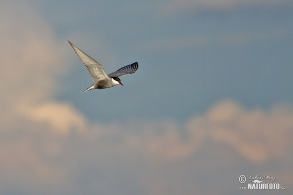 Whiskered Tern (Chlidonias hybridus)