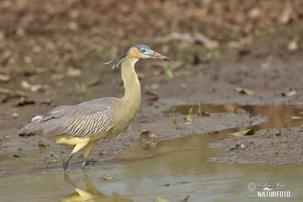 Whistling Heron (Syrigma sibilatrix)