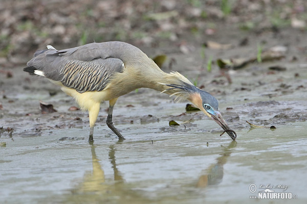 Whistling Heron (Syrigma sibilatrix)