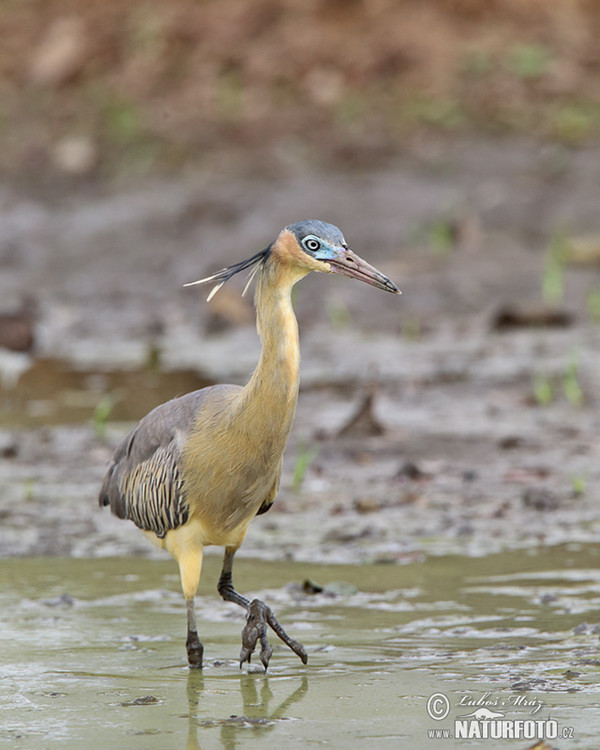 Whistling Heron (Syrigma sibilatrix)